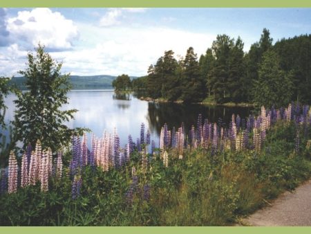 50 år i Ludvikabygden Sale